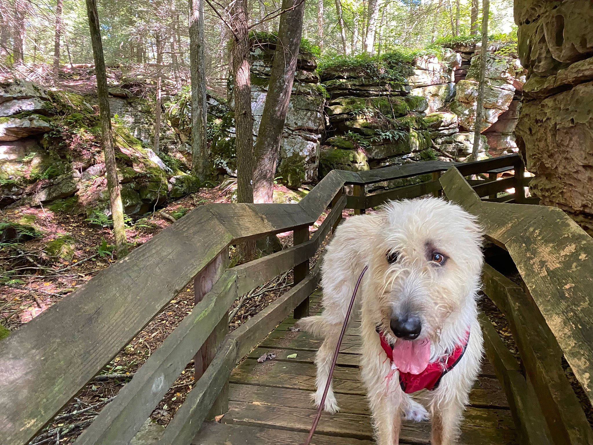 Dara joined the competition — help win amazing prizes! canidae, carnivore, companion_dog, dog, dog_breed, forest, giant_dog_breed, jungle, plant, sporting_group, terrestrial_plant, terrier, tree, trunk, wood, woodland, working_animal