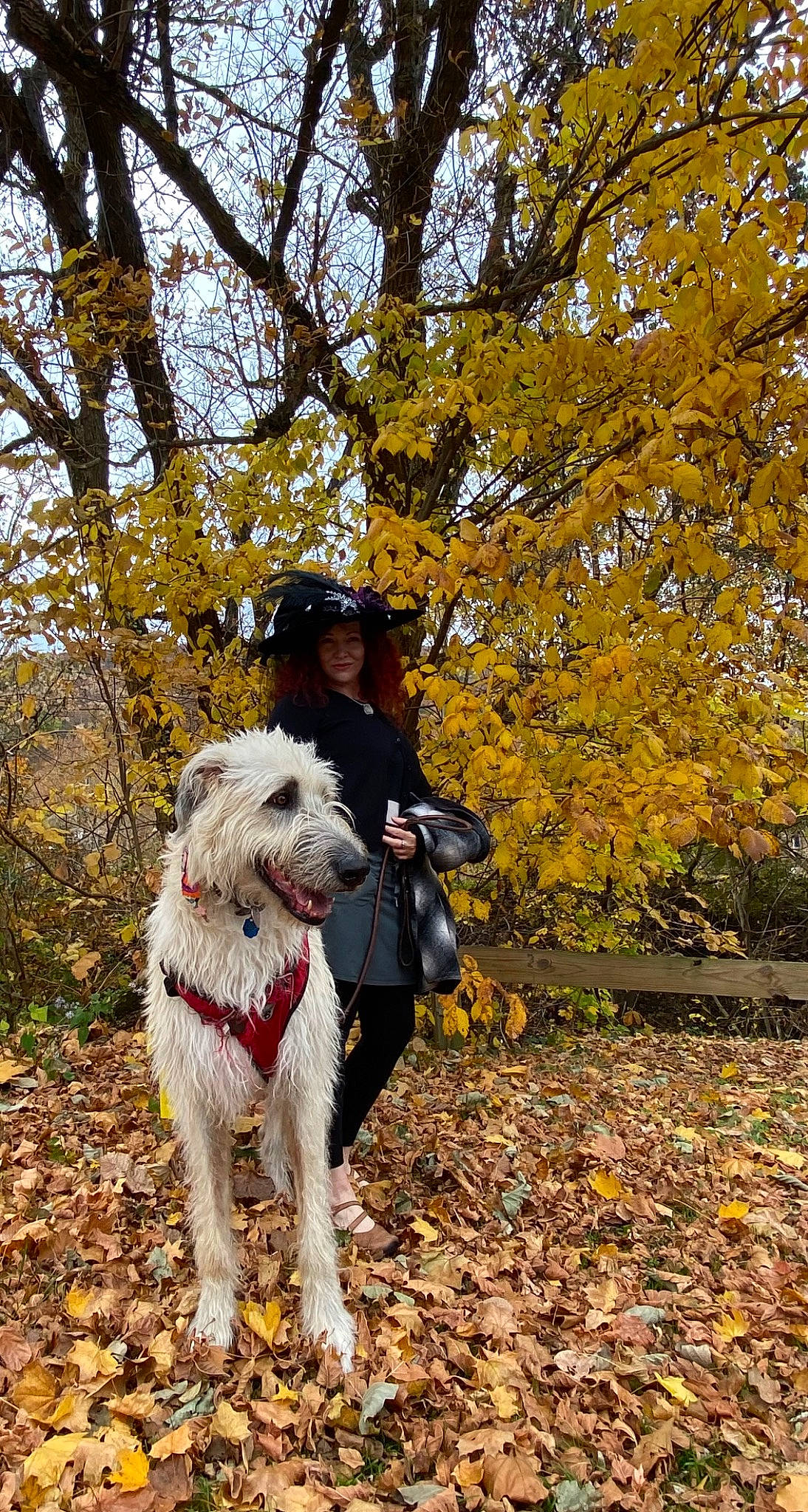 Dara joined the competition — help win amazing prizes! canidae, carnivore, companion_dog, deciduous, dog, dog_breed, fashion_accessory, flower, forest, happy, leaf, leash, people_in_nature, plant, recreation, sky, sporting_group, tree, walking, working_animal
