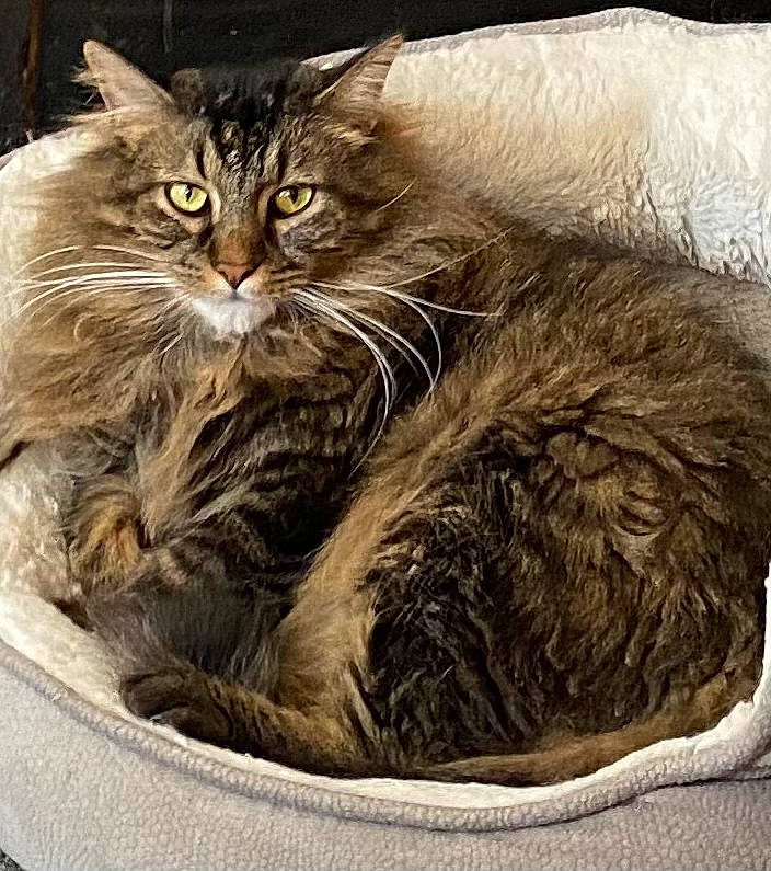 Kittyman is registered to the contest to win money with this photo: box, carnivore, cat, cat_supply, claw, comfort, domestic_short_haired_cat, felidae, fur, maine_coon, siberian, small_to_medium_sized_cats, snout, terrestrial_animal, whiskers