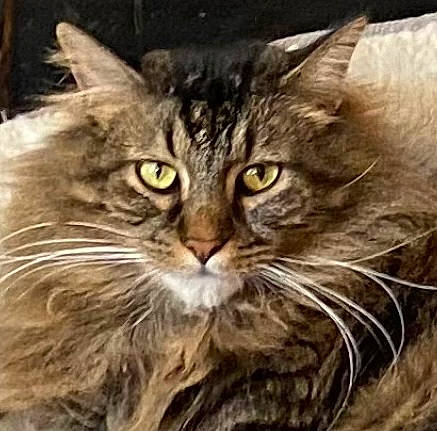 Kittyman is registered to the contest to win money with this photo: carnivore, cat, domestic_short_haired_cat, felidae, fur, maine_coon, mammal, small_to_medium_sized_cats, snout, terrestrial_animal, whiskers