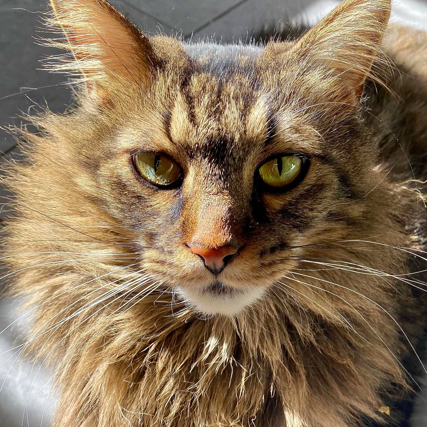 Kittyman joined the competition — help win amazing prizes! art, carnivore, cat, close_up, domestic_short_haired_cat, felidae, fur, grass, maine_coon, small_to_medium_sized_cats, snout, terrestrial_animal, whiskers, wildlife