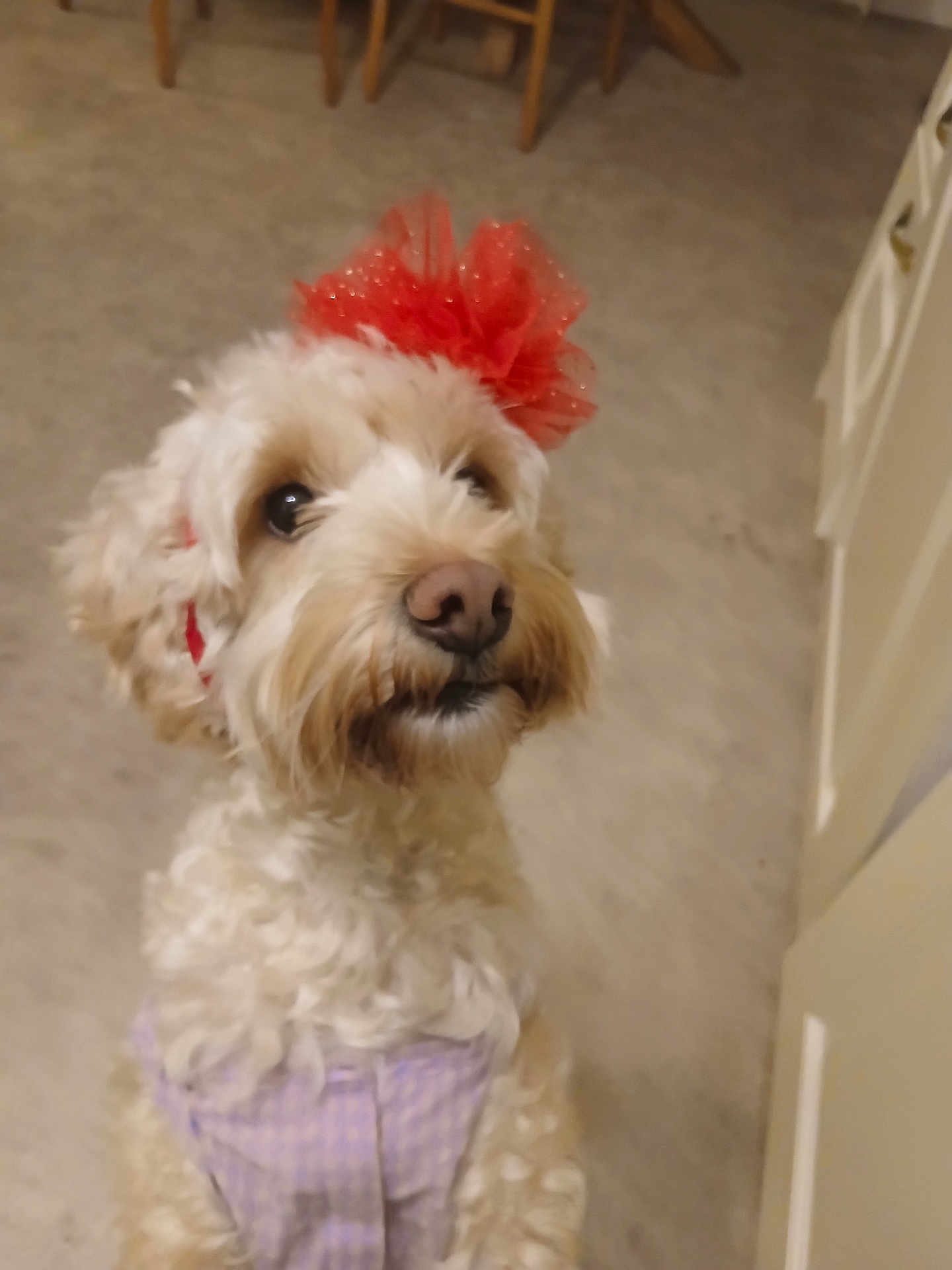 Trixy joined the competition — help win amazing prizes! dog, doodle, pet, cute, red_bow, hair_bow, accessory, indoor, kitchen, floor, portrait, close_up, curly_fur, cream_fur, eyes, nose, muzzle, looking_up, outfit, cabinet