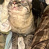 Theo is registered to the contest to win money with this photo: cat, tabby, wide_eyes, fur, whiskers, clothes, fabric, pile, curious, startled, indoor, pet, mammal, closeup, texture, soft, cute, animal, domestic, feline