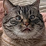 Theo joined the competition — help win amazing prizes! cat, tabby_cat, close_up, pet, animal, whiskers, fur, tongue_out, cute, indoor, cozy, blanket, face, ears, eyes, nose, mouth, feline, mammal, portrait