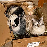 Theo is registered to the contest to win money with this photo: baby_goat, kitten, cardboard_box, hay, indoor, animal, fur, cute, snuggling, cozy, pet, floor_tile, brown, white, black, tabby_cat, young_animal, resting, domestic_animal, companion
