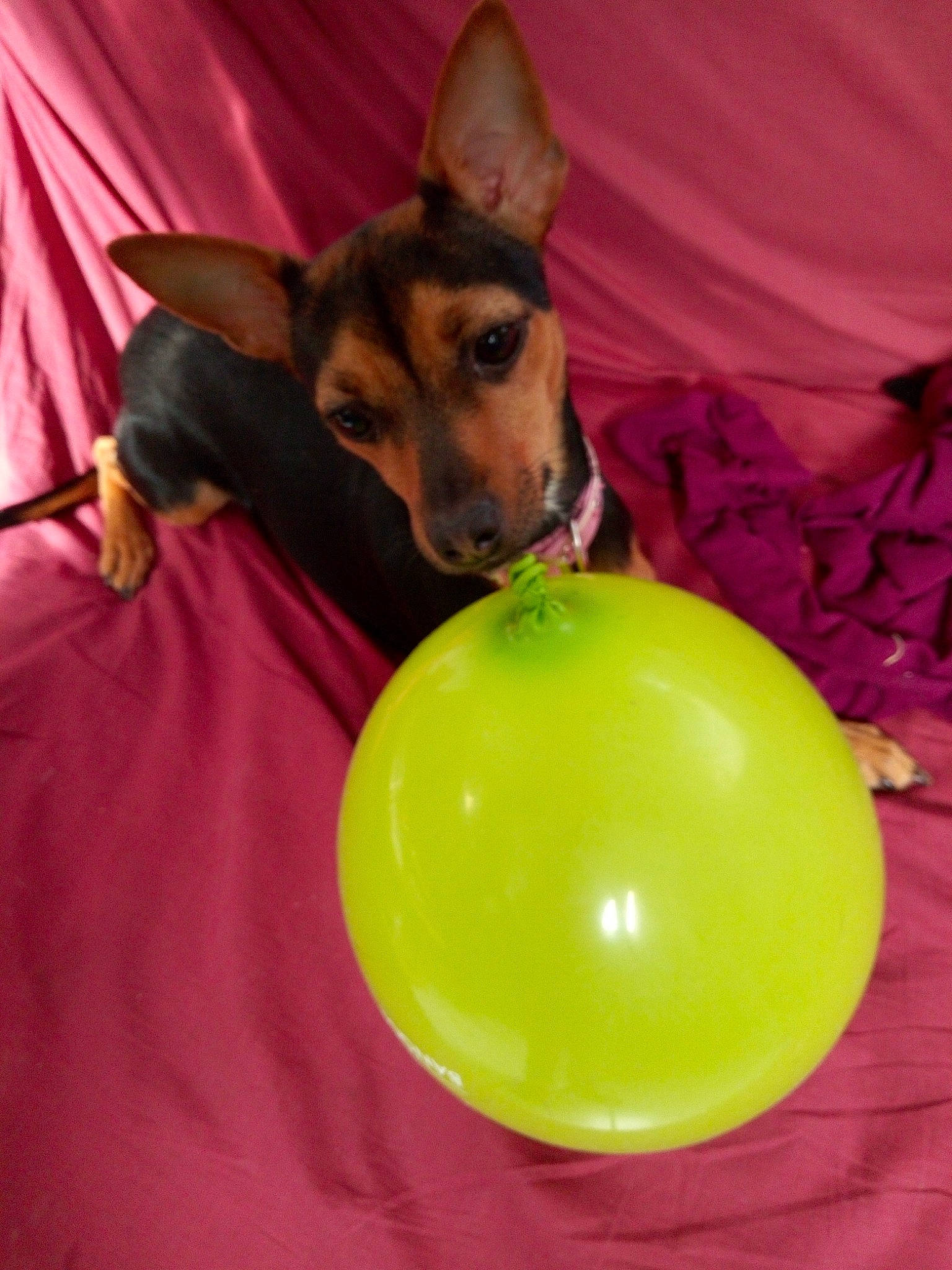 Stitch a rejoint le concours — aidez-le/la à gagner de superbes lots ! balloon, carnivore, circle, comfort, companion_dog, dog, dog_breed, dog_supply, event, fun, king_shepherd, party_supply, plastic, recreation, terrestrial_animal, toy_dog, working_animal, working_dog