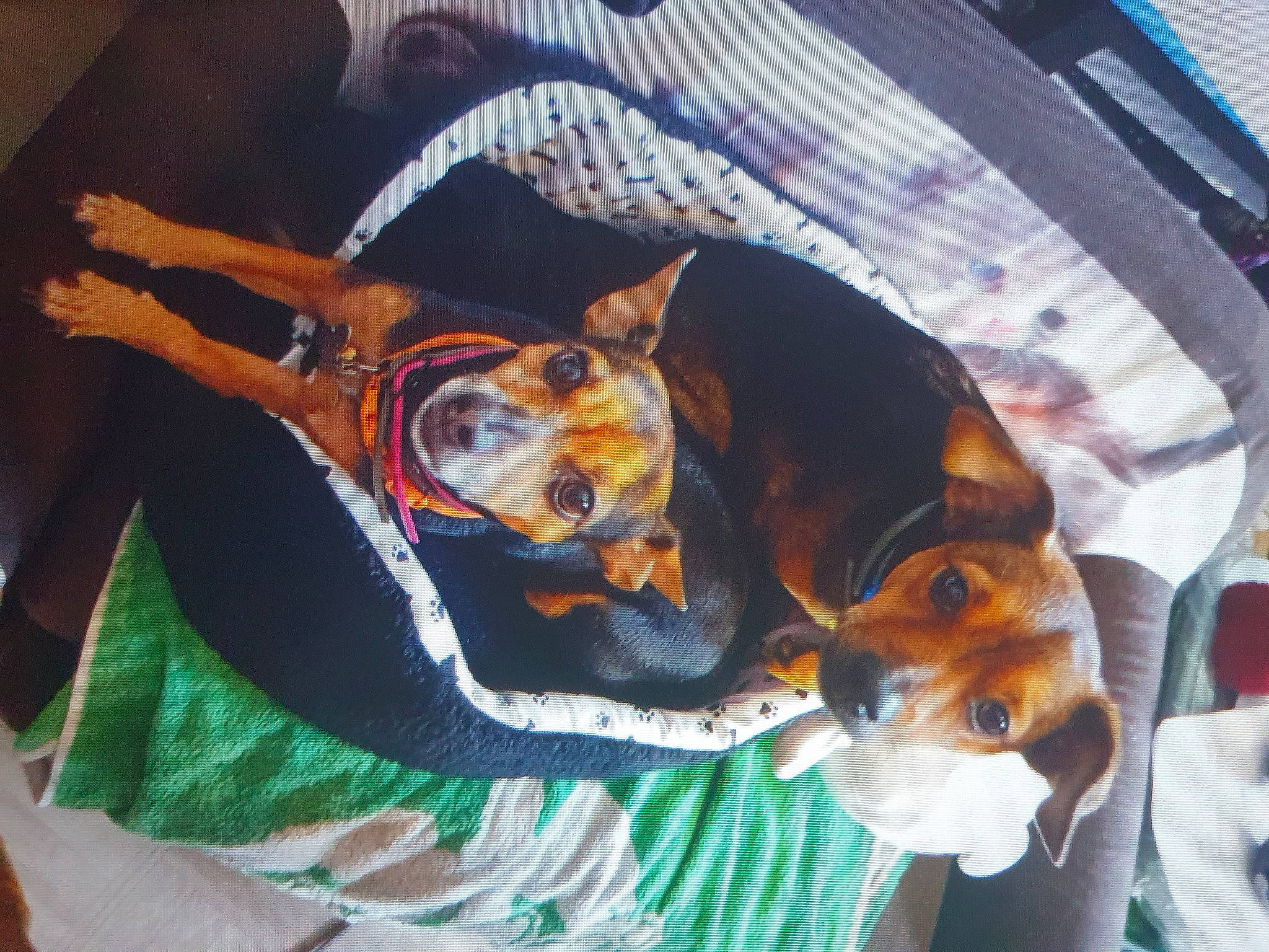 Stitch participe au concours pour gagner de l'argent avec cette photo : basenji, canidae, carnivore, collar, comfort, companion_dog, couch, dog, dog_bed, dog_breed, dog_clothes, dog_supply, fawn, hound, pinscher, snout, terrier, toy_dog, whiskers, working_animal