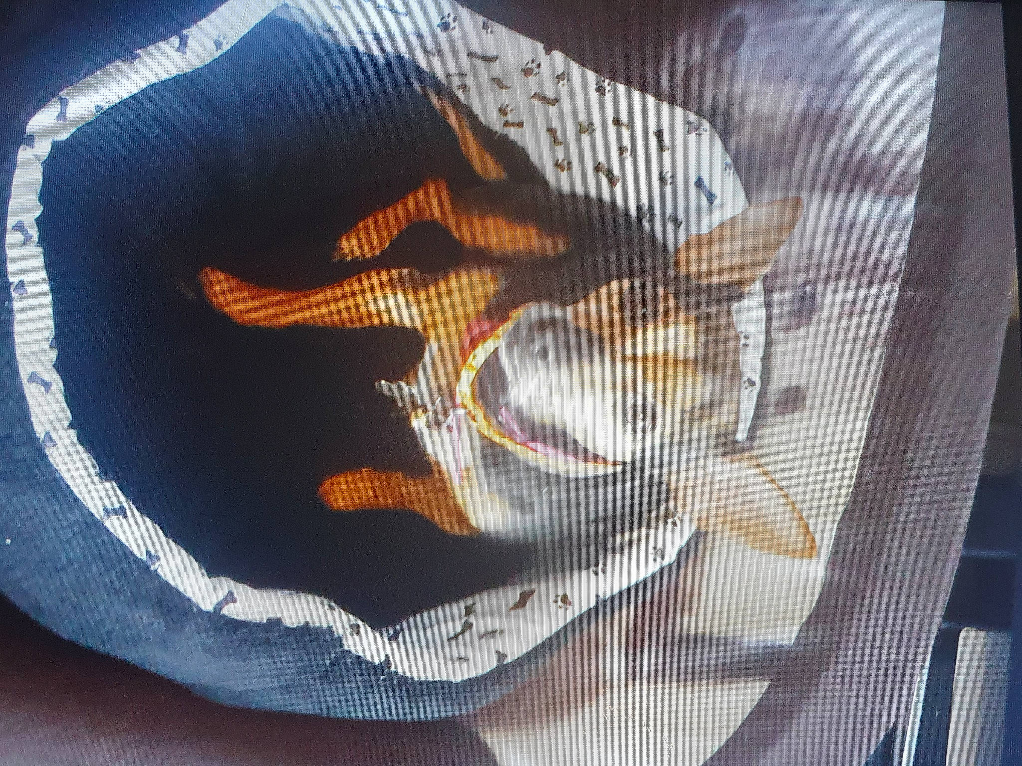 Stitch a rejoint le concours — aidez-le/la à gagner de superbes lots ! canidae, carnivore, comfort, companion_dog, dog, dog_bed, dog_breed, dog_supply, fawn, felidae, fur, linens, paw, pet_supply, small_to_medium_sized_cats, snout, sporting_group, tail, whiskers, working_animal