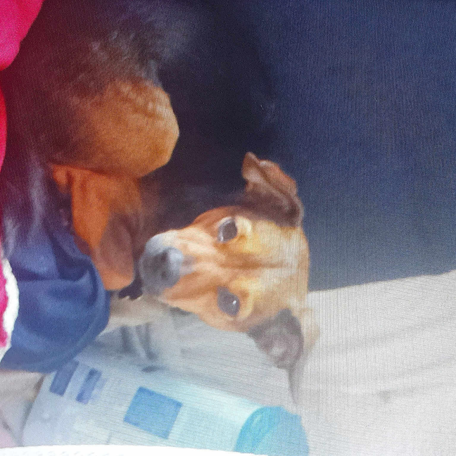 Spoofy a rejoint le concours — aidez-le/la à gagner de superbes lots ! canidae, carnivore, comfort, companion_dog, dog, dog_breed, dog_clothes, dog_supply, ear, fawn, fur, mammal, paw, snout, sporting_group, toy, toy_dog, vertebrate, whiskers, working_animal