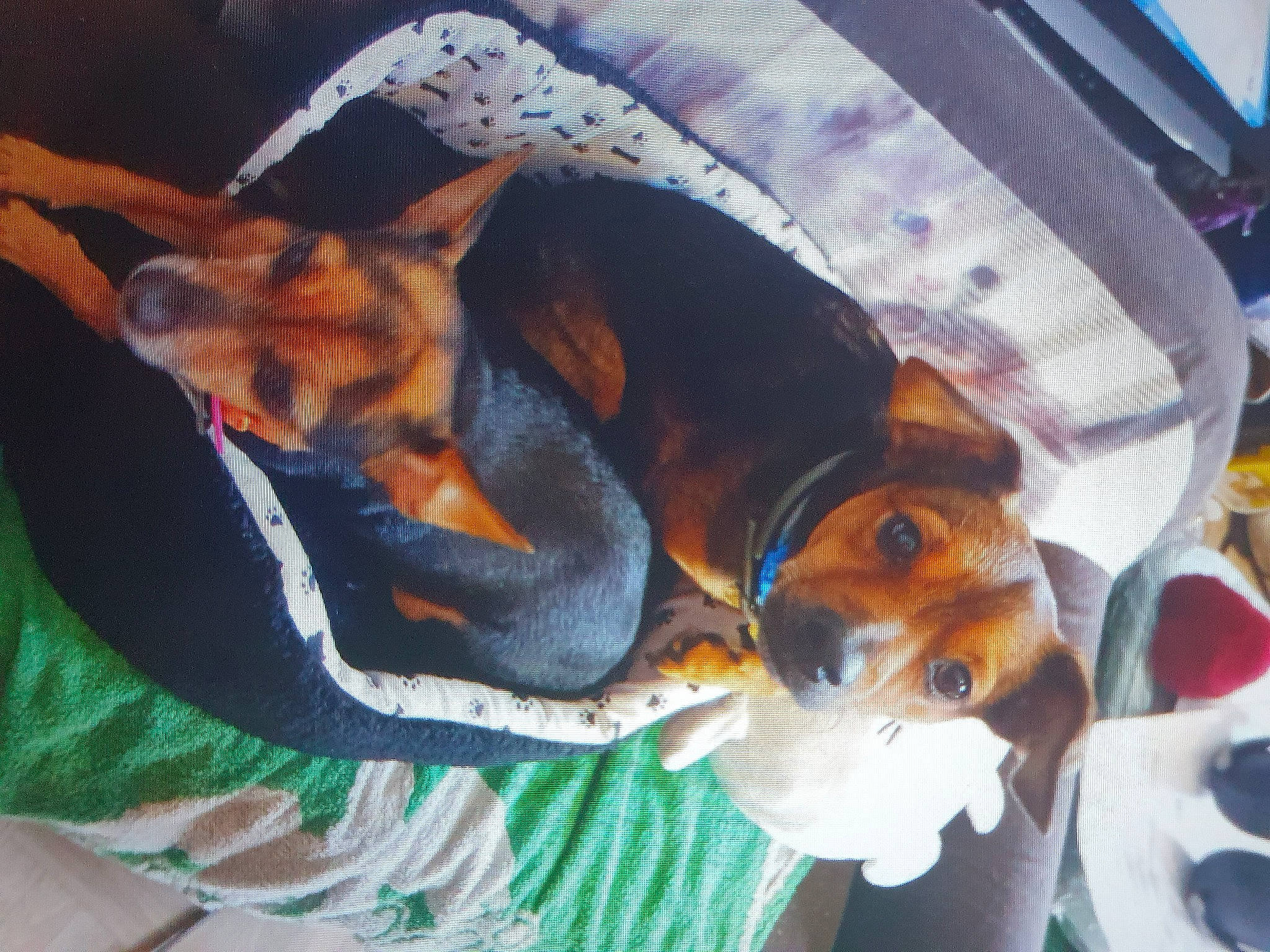 Spoofy participe au concours pour gagner de l'argent avec cette photo : basenji, beagle, carnivore, collar, comfort, companion_dog, dog, dog_breed, dog_supply, finnish_hound, hound, paw, pinscher, scent_hound, tail, terrier, toy_dog, whiskers, working_animal, working_dog