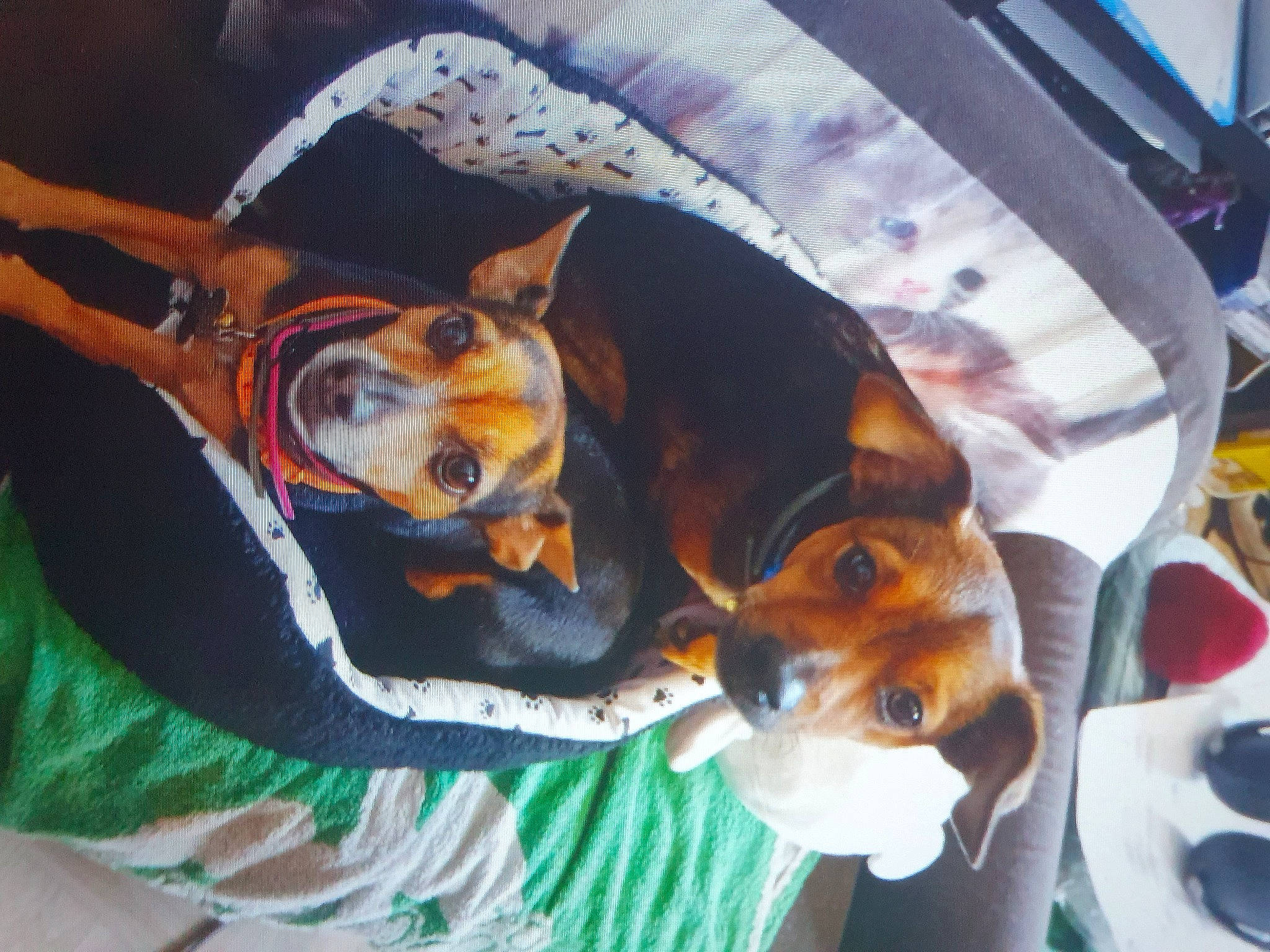 Spoofy participe au concours pour gagner de l'argent avec cette photo : canidae, carnivore, collar, comfort, companion_dog, dog, dog_breed, fawn, guard_dog, hound, hunting_dog, pinscher, prazsky_krysarik, scent_hound, snout, sporting_group, terrier, toy_dog, working_animal, working_dog