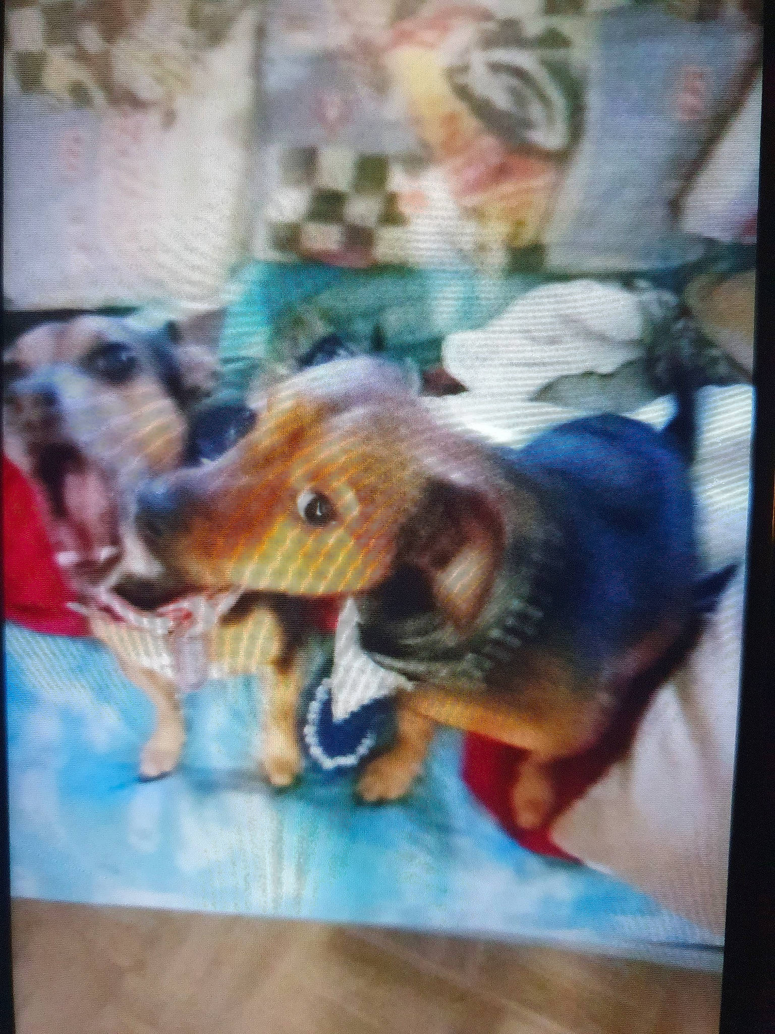 Spoofy a rejoint le concours — aidez-le/la à gagner de superbes lots ! art, canidae, carnivore, companion_dog, dog, dog_breed, fawn, fur, paint, painting, paw, picture_frame, room, snout, sporting_group, toy, toy_dog, visual_arts, watercolor_paint, working_animal