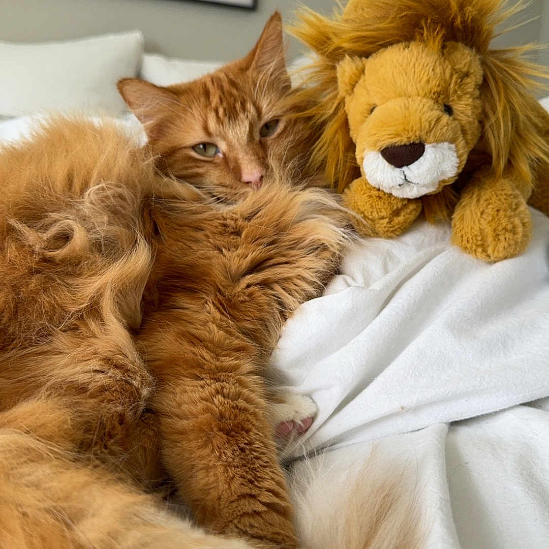 Binx is registered to the contest to win money with this photo: animal, bed, blanket, canine, cat, computerhardware, couch, dog, electronics, furniture, hardware, kitten, monitor, person, pet, plush, screen, sleeping, toy, tv