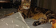 Bobby a rejoint le concours — aidez-le/la à gagner de superbes lots ! animal, bed, blanket, cat, chairs, coats, comfort, domestic, evening, feline, furniture, home, indoor, paws, pet, relaxed, resting, sleepy, striped, tabby_cat