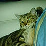 Bobby participe au concours pour gagner de l'argent avec cette photo : animal, blanket, cat, closeup, couch, ears, eyes, feline, flash, fur, furniture, household, indoor, paw, pet, relaxed, resting, striped, tabby_cat, whiskers