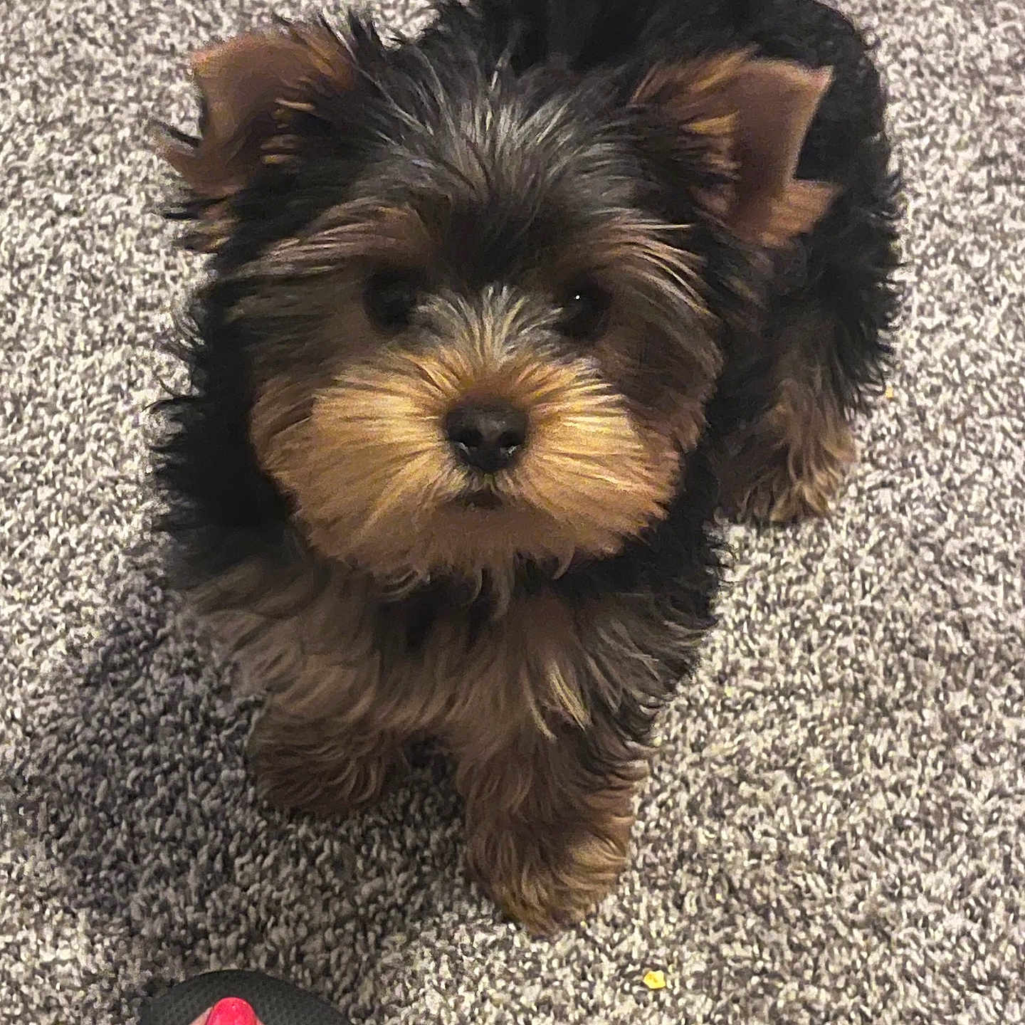 Teddy joined the competition — help win amazing prizes! puppy, dog, carpet, indoor, pet, fur, black, brown, cute, small, looking_up, foot, toenail_polish, sandal, texture, animal, young, companion, domestic, friendly