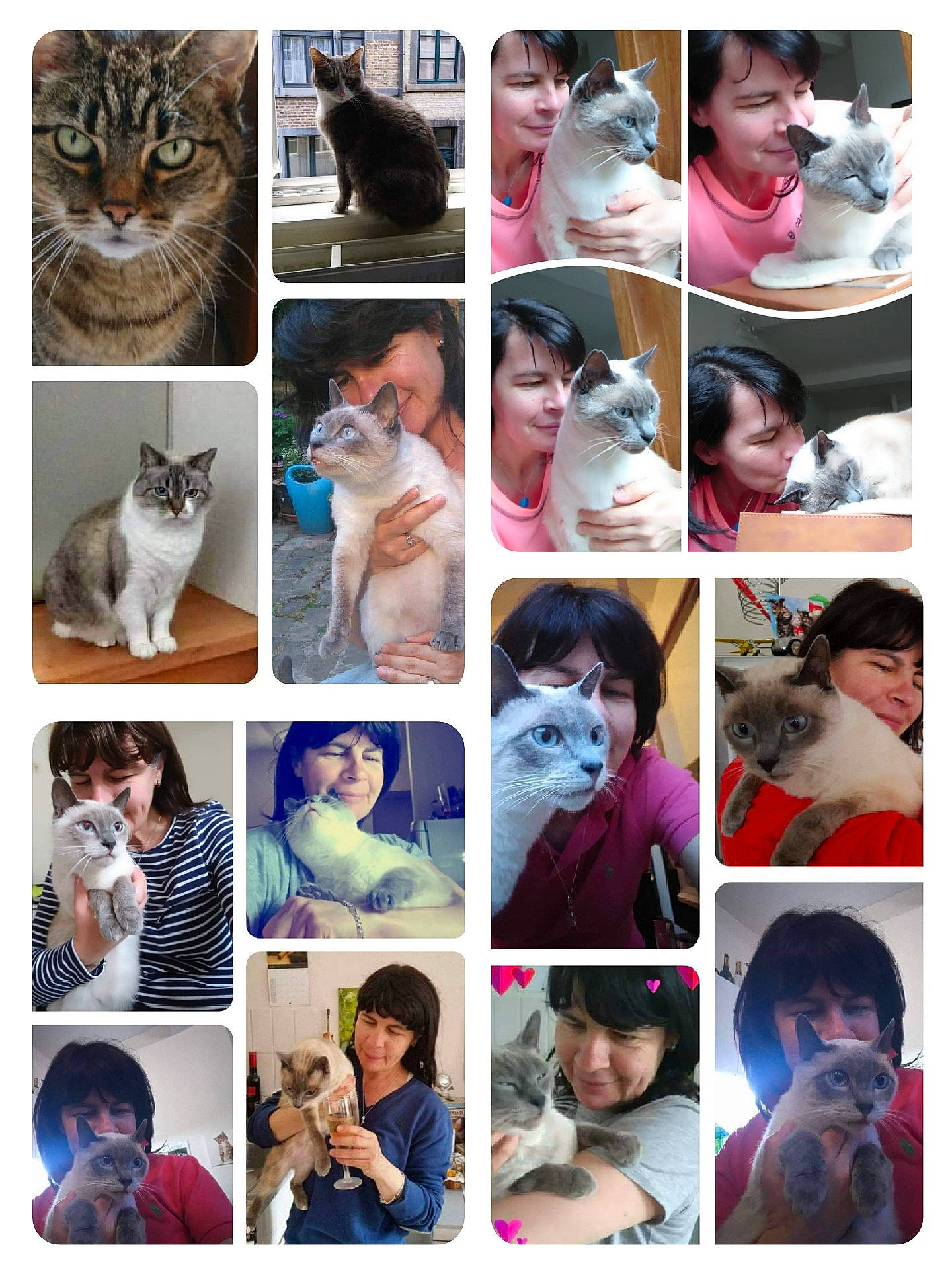 Oceane a rejoint le concours — aidez-le/la à gagner de superbes lots ! art, cat, collage, ear, facial_expression, fawn, felidae, headwear, person, photography, photomontage, snapshot