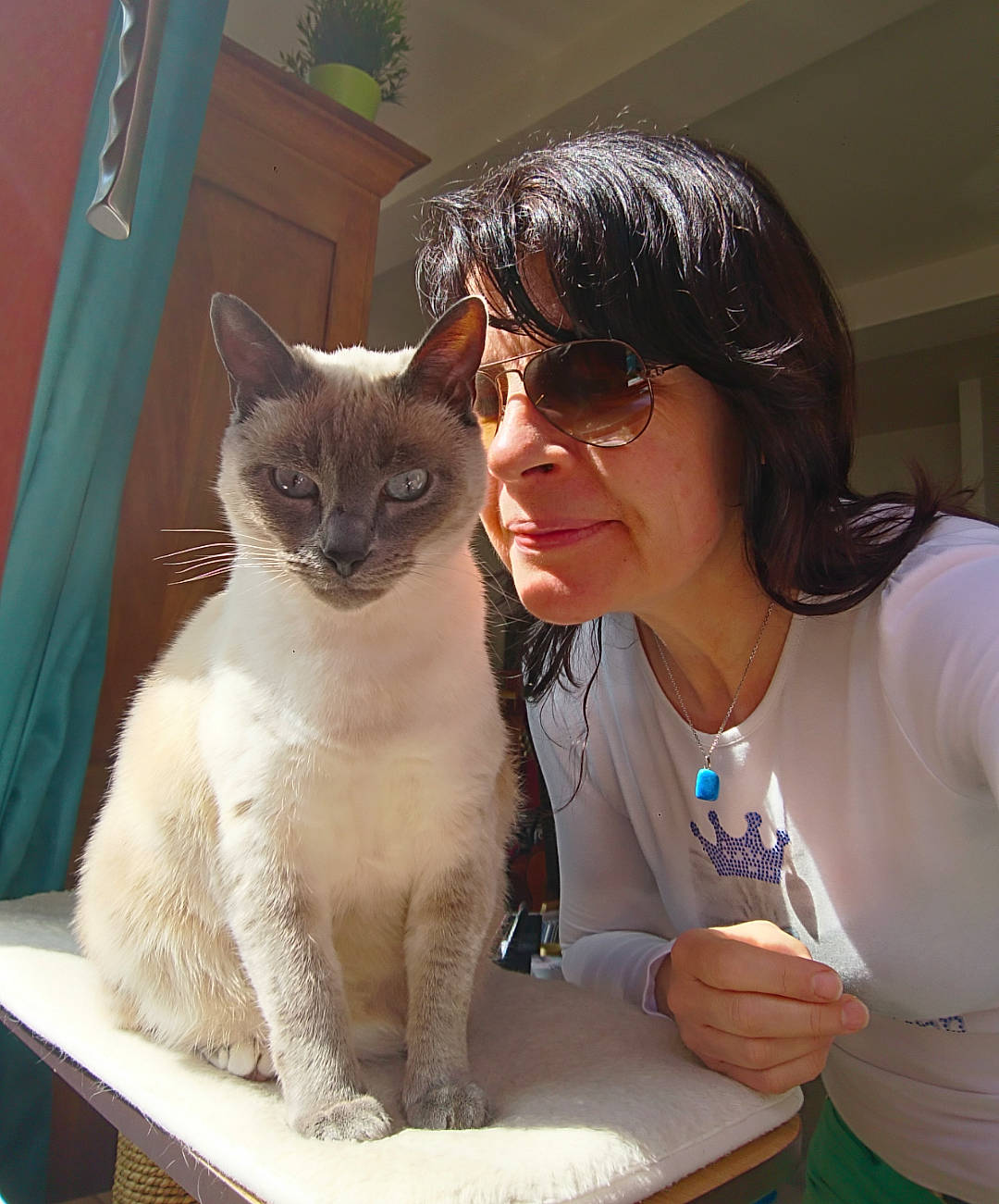 Oceane a rejoint le concours — aidez-le/la à gagner de superbes lots ! asian, balinese, burmilla, carnivore, cat, colorpoint_shorthair, domestic_short_haired_cat, fawn, felidae, german_rex, javanese, mammal, ojos_azules, person, small_to_medium_sized_cats, thai, tonkinese, vertebrate, whiskers