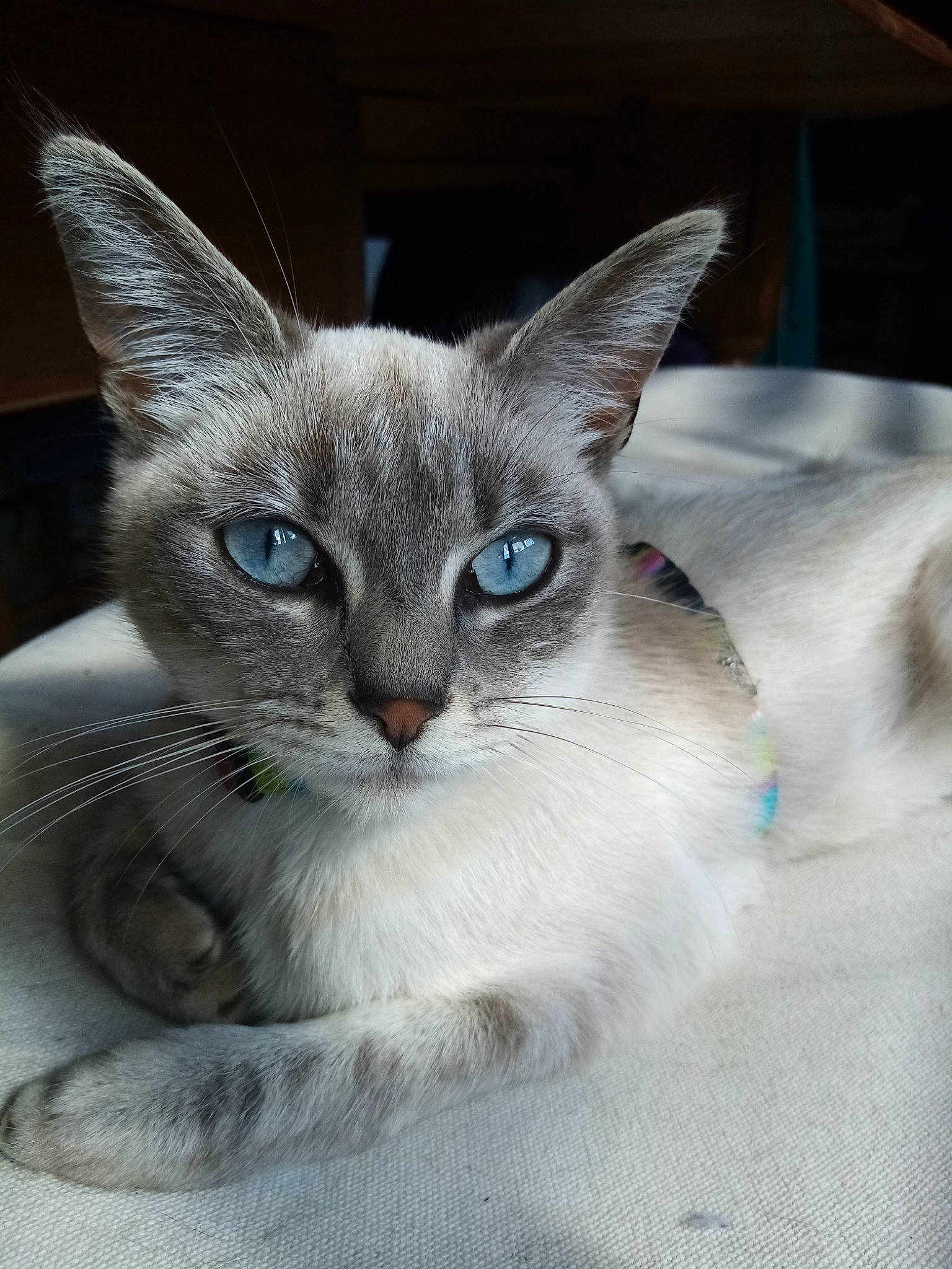 Belette participe au concours pour gagner de l'argent avec cette photo : asian, balinese, burmilla, carnivore, cat, colorpoint_shorthair, ear, eye, felidae, javanese, kitten, mammal, ojos_azules, ragdoll, siamese, small_to_medium_sized_cats, thai, tonkinese, vertebrate, whiskers