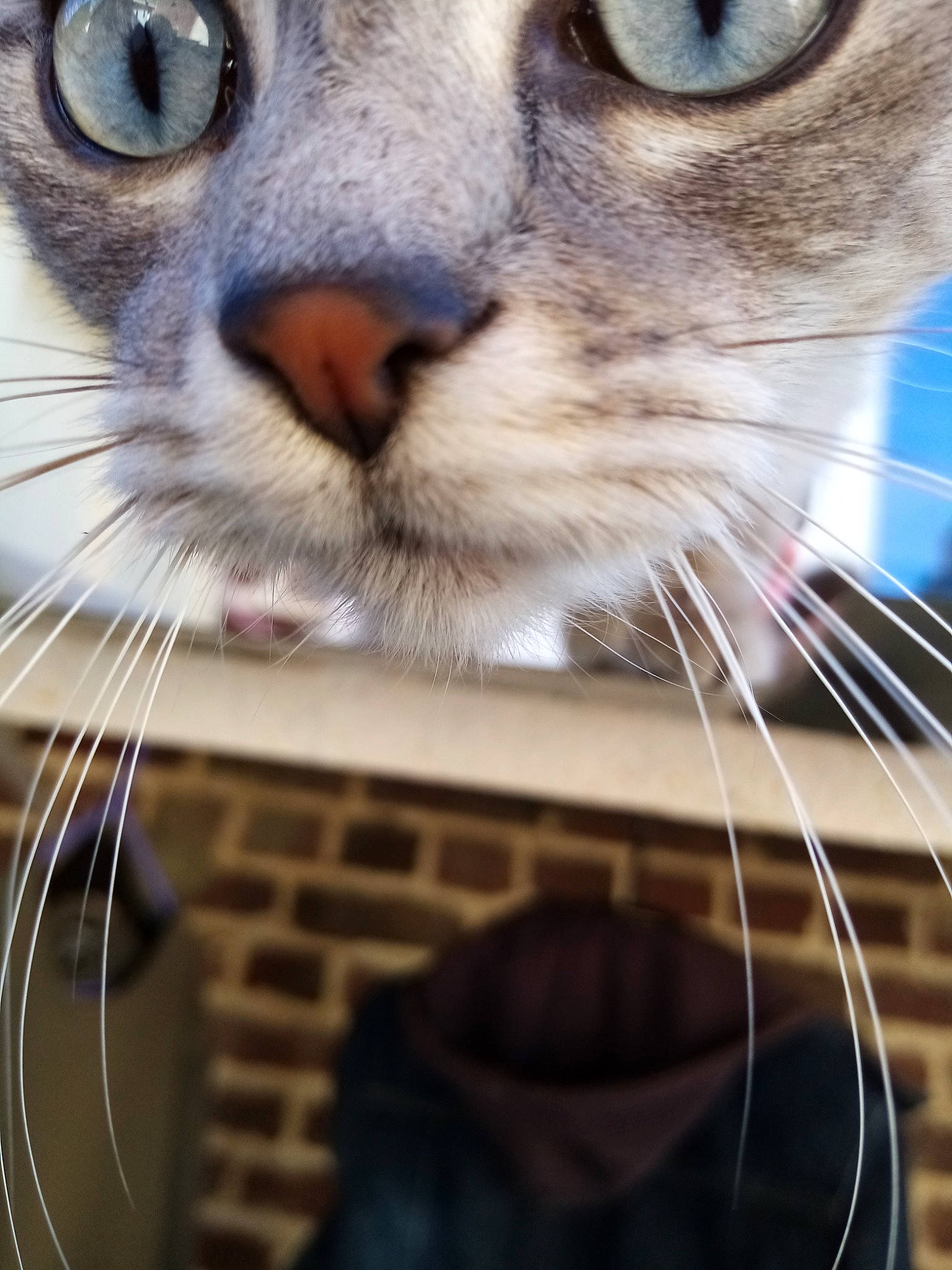 Sautrelle participe au concours pour gagner de l'argent avec cette photo : aegean_cat, asian, carnivore, cat, close_up, domestic_short_haired_cat, european_shorthair, eye, felidae, guitar, kitten, nose, ojos_azules, singapura, small_to_medium_sized_cats, snout, tabby_cat, whiskers