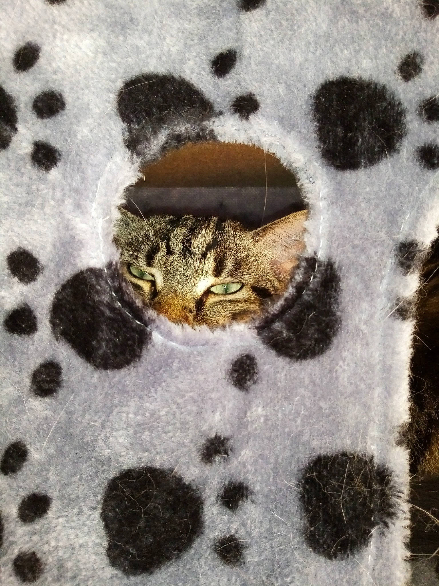 Sautrelle a rejoint le concours — aidez-le/la à gagner de superbes lots ! design, fur, organism, pattern, snout, snow_leopard