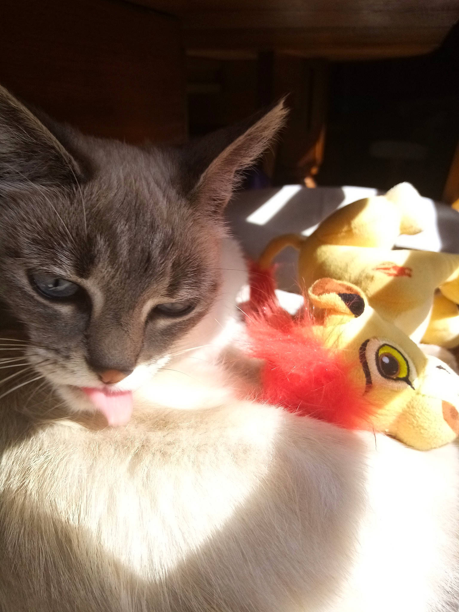 Sautrelle a rejoint le concours — aidez-le/la à gagner de superbes lots ! aegean_cat, asian, carnivore, cat, ear, fawn, felidae, fur, kitten, small_to_medium_sized_cats, snout, tabby_cat, whiskers