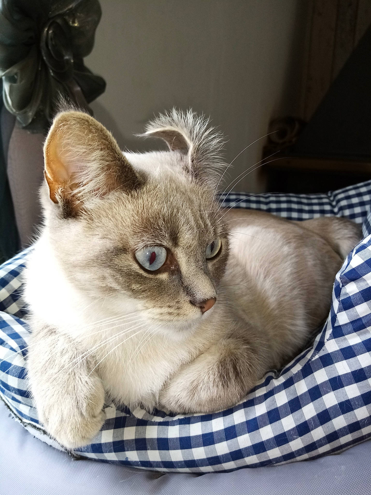 Sautrelle a rejoint le concours — aidez-le/la à gagner de superbes lots ! asian, balinese, burmese, burmilla, carnivore, cat, colorpoint_shorthair, domestic_short_haired_cat, fawn, felidae, fur, kitten, mammal, ragdoll, siamese, singapura, small_to_medium_sized_cats, thai, tonkinese, whiskers