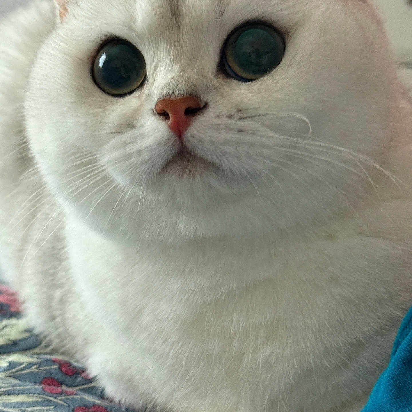 Luna joined the competition — help win amazing prizes! bedding, cat, close_up, curious, cute, domestic_cat, face, fluffy, fur, indoor, macro, paws, pet, pink_nose, portrait, reflection, relaxed, whiskers, white_cat, wide_eyes