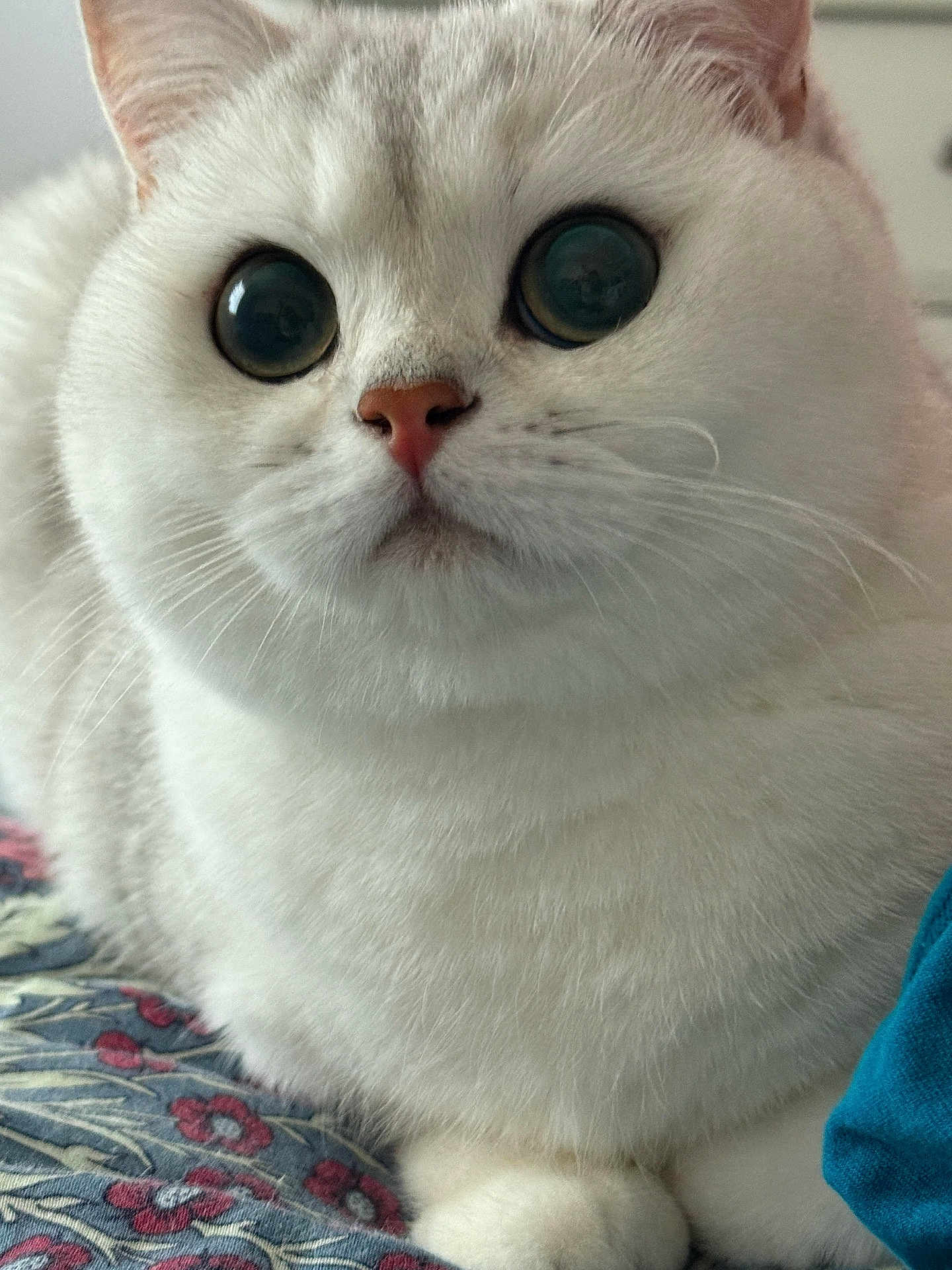 Luna joined the competition — help win amazing prizes! bedding, cat, close_up, curious, cute, domestic_cat, face, fluffy, fur, indoor, macro, paws, pet, pink_nose, portrait, reflection, relaxed, whiskers, white_cat, wide_eyes