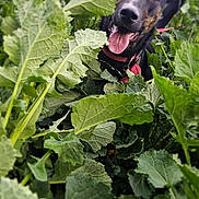 Grumpy a rejoint le concours — aidez-le/la à gagner de superbes lots ! adventure, animal, black_dog, canine, closeup, collar, dog, garden, grass, green_leaves, happy, leafy, nature, outdoor, pet, plants, playful, summer, tongue, tongue_out