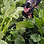 adventure, animal, black_dog, canine, closeup, collar, dog, garden, grass, green_leaves, happy, leafy, nature, outdoor, pet, plants, playful, summer, tongue, tongue_out