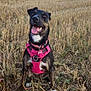 Grumpy a rejoint le concours — aidez-le/la à gagner de superbes lots ! animal, black, brown, canine, cloudy, dog, field, grass, ground, happy, harness, nature, outdoor, pet, pink, rural, sitting, sky, smiling, tongue_out