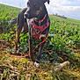 alert, animal, canine, clouds, daylight, dog, field, grass, greenery, harness, landscape, leash, mammal, nature, outdoor, pet, plant, sky, standing, stick