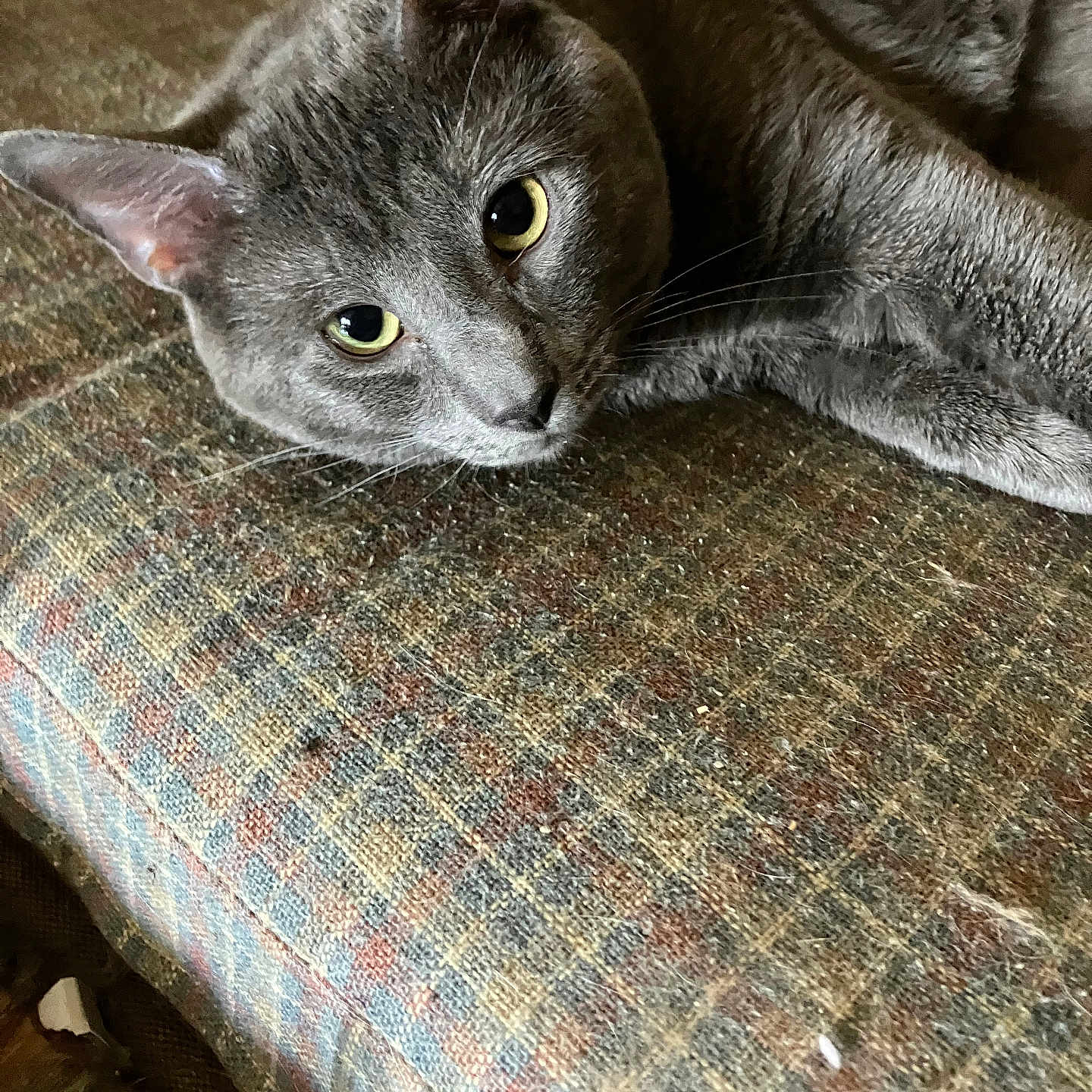 Cinder is registered to the contest to win money with this photo: abyssinian, animal, armchair, blanket, cat, chair, couch, cushion, furniture, homedecor, kitten, linen, manx, pet, quilt