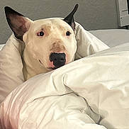 Mimi joined the competition — help win amazing prizes! dog, white_dog, pet, animal, portrait, sleepy, relaxed, lying_down, bed, blanket, bedding, pillow, bedroom, indoors, home, cozy, close_up, ears, nose, black_nose