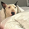 dog, white_dog, pet, animal, portrait, sleepy, relaxed, lying_down, bed, blanket, bedding, pillow, bedroom, indoors, home, cozy, close_up, ears, nose, black_nose