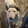 Mimi is registered to the contest to win money with this photo: dog, bull_terrier, white_dog, pet, animal, sombrero, festive_hat, costume, funny, portrait, indoors, wooden_floor, standing, looking_up, black_nose, pointed_ears, collar, person, casual_clothing, humorous