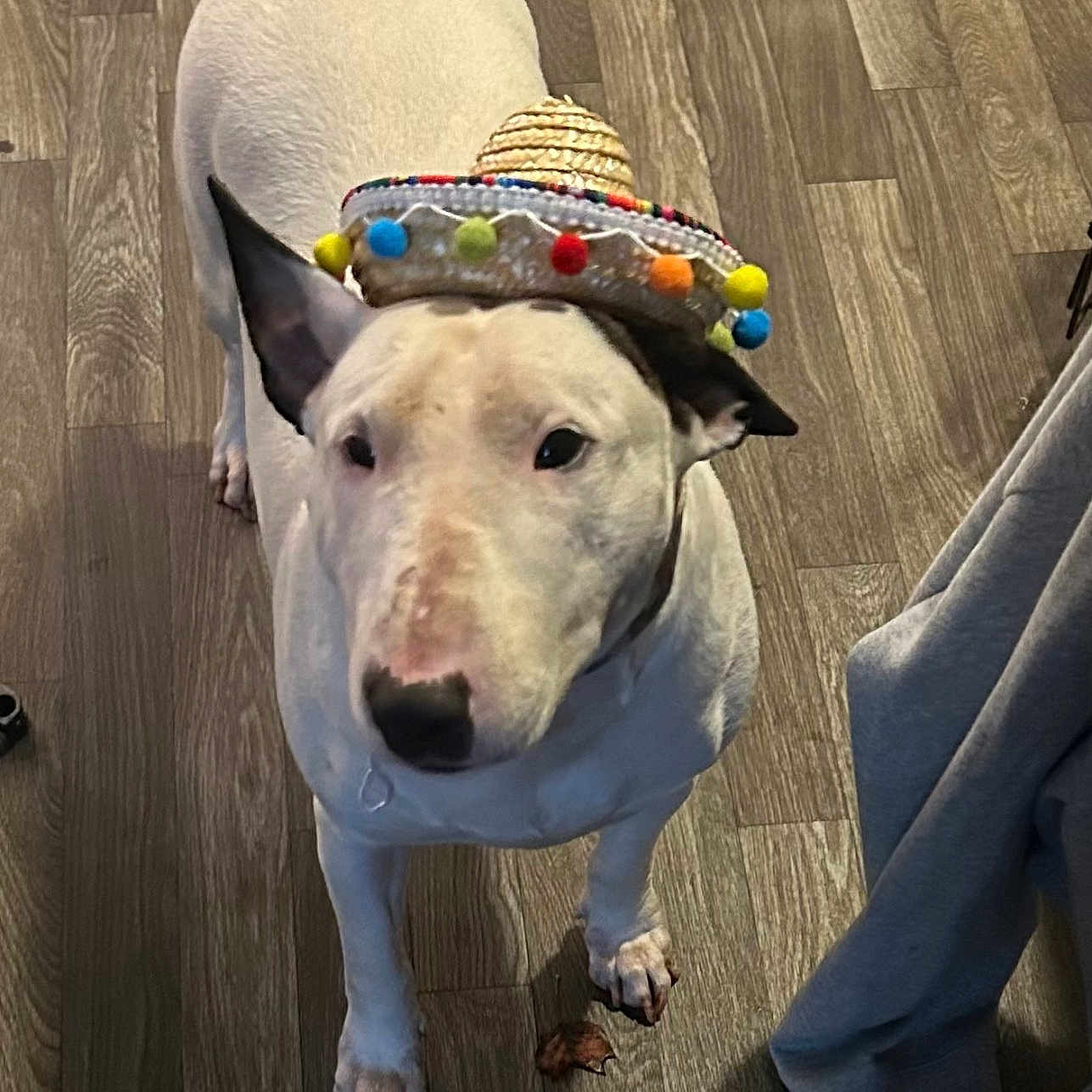 Mimi is registered to the contest to win money with this photo: dog, bull_terrier, white_dog, pet, animal, sombrero, festive_hat, costume, funny, portrait, indoors, wooden_floor, standing, looking_up, black_nose, pointed_ears, collar, person, casual_clothing, humorous