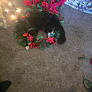 Stella Bella is registered to the contest to win money with this photo: cat, black_cat, white_paws, wreath, poinsettia, red_flowers, carpet, string_lights, indoor, pet, holiday_decor, resting, cozy, fluffy_tail, home, relaxing, decorative, festive, christmas, animal