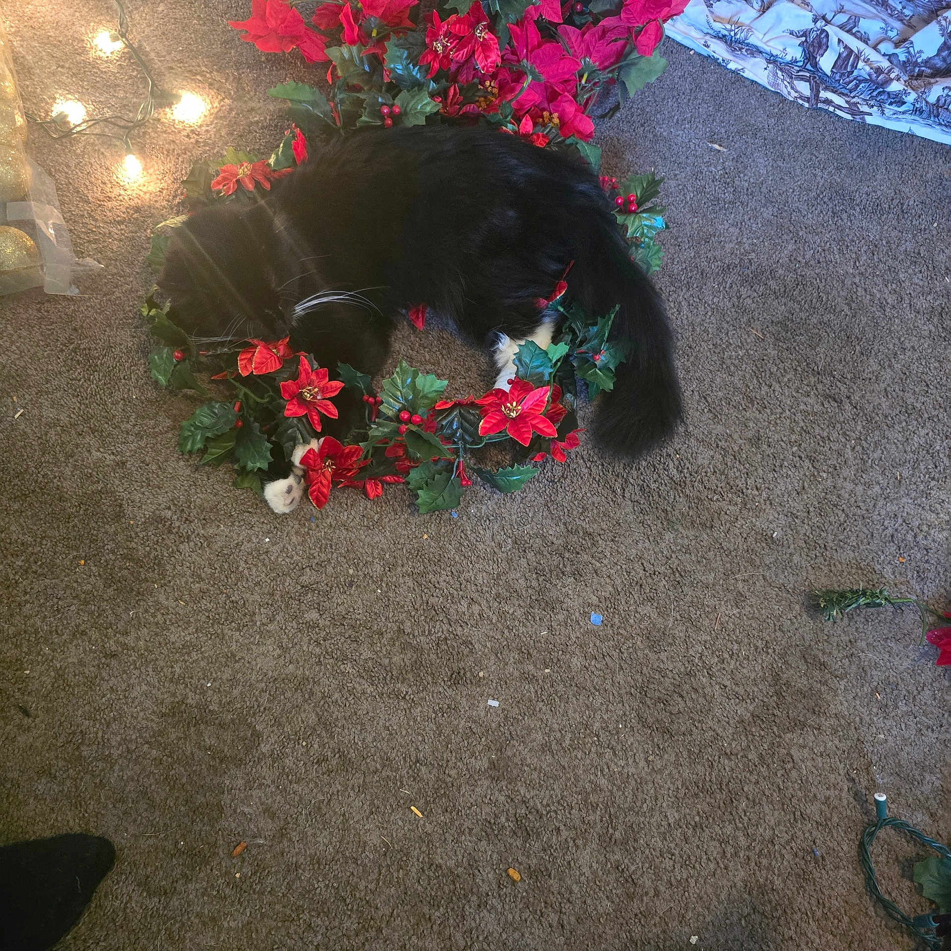 Stella Bella is registered to the contest to win money with this photo: animal, black_cat, carpet, cat, christmas, cozy, decorative, festive, fluffy_tail, holiday_decor, home, indoor, pet, poinsettia, red_flowers, relaxing, resting, string_lights, white_paws, wreath