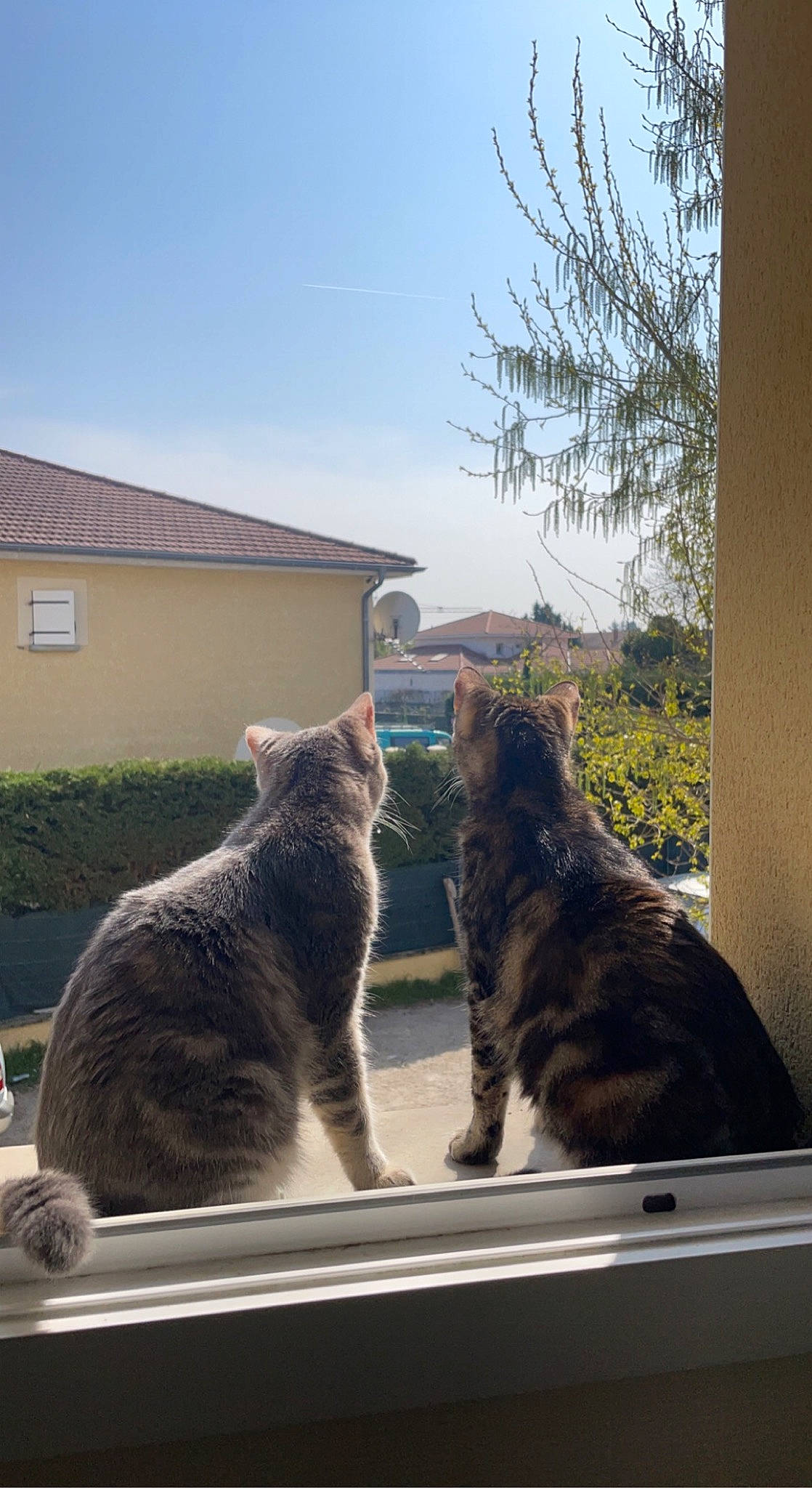 Sunday participe au concours pour gagner de l'argent avec cette photo : building, carnivore, cat, felidae, fur, glass, grass, grey, house, plant, sky, small_to_medium_sized_cats, snout, sunlight, tail, tints_and_shades, tree, whiskers, window, wood