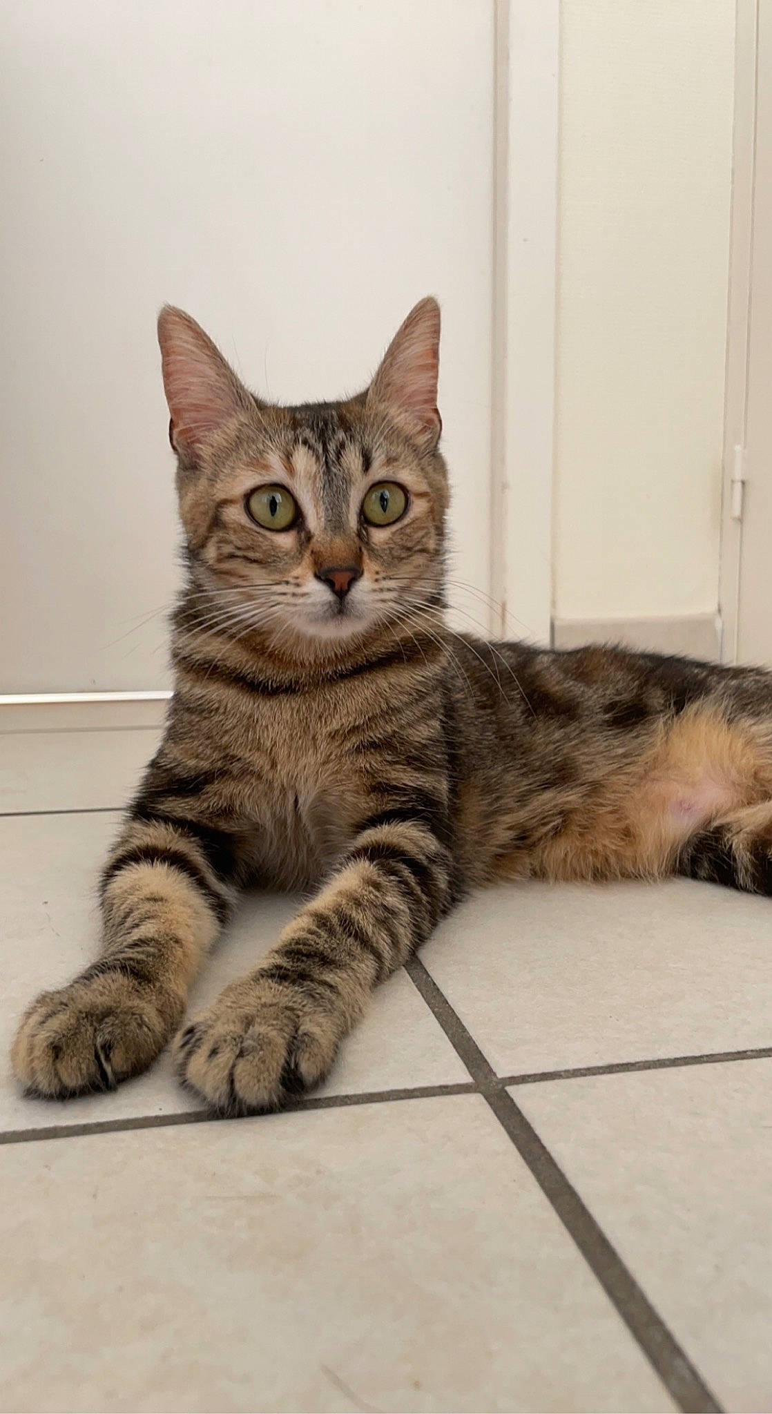 Sunday participe au concours pour gagner de l'argent avec cette photo : carnivore, cat, claw, domestic_short_haired_cat, felidae, flooring, fur, mammal, paw, sitting, small_to_medium_sized_cats, snout, tail, terrestrial_animal, vertebrate, whiskers