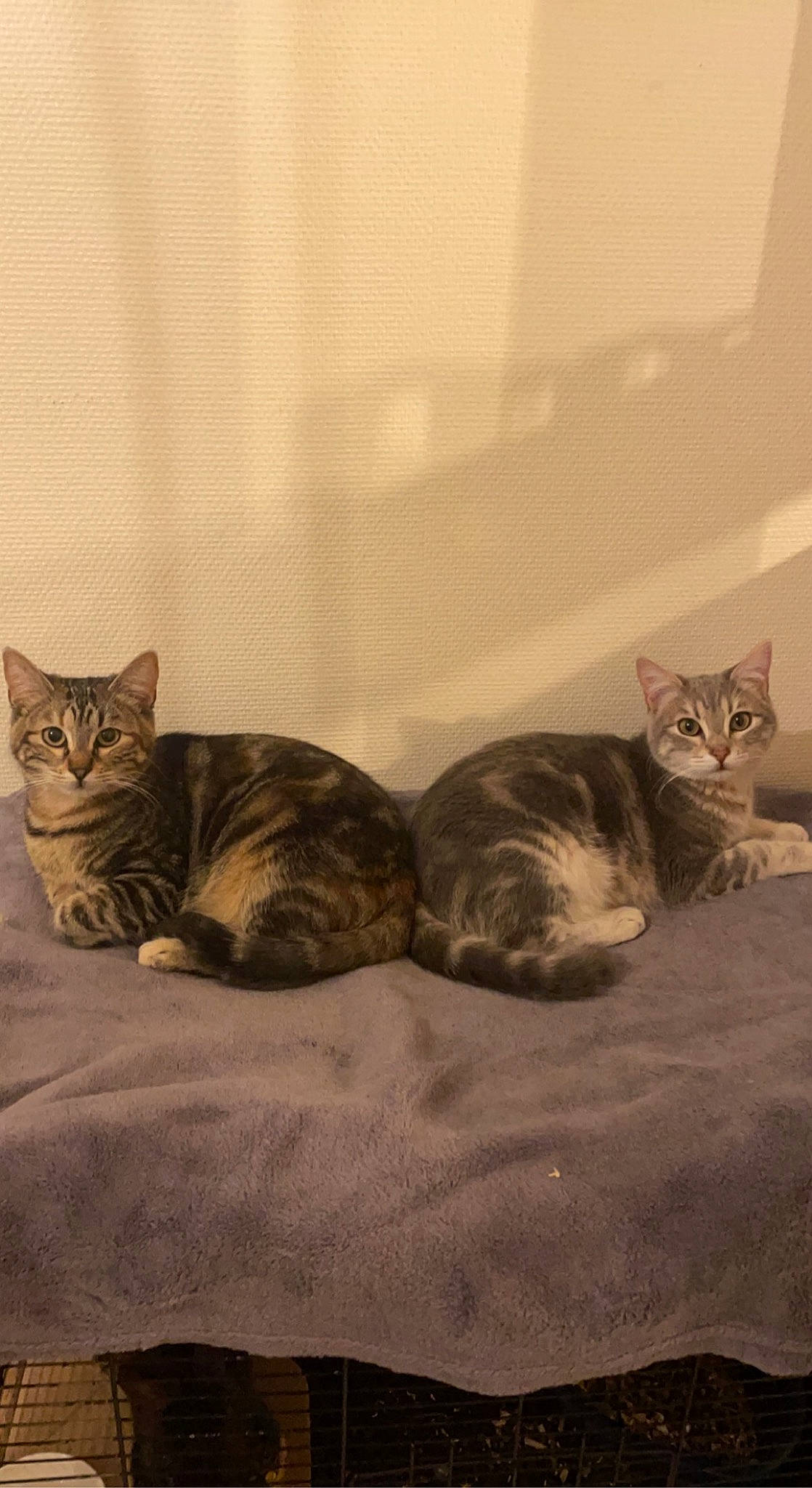 Sunday participe au concours pour gagner de l'argent avec cette photo : brown, carnivore, cat, comfort, domestic_short_haired_cat, fawn, felidae, floor, flooring, fur, grey, hardwood, paw, sand, small_to_medium_sized_cats, snout, tail, terrestrial_animal, whiskers, wood