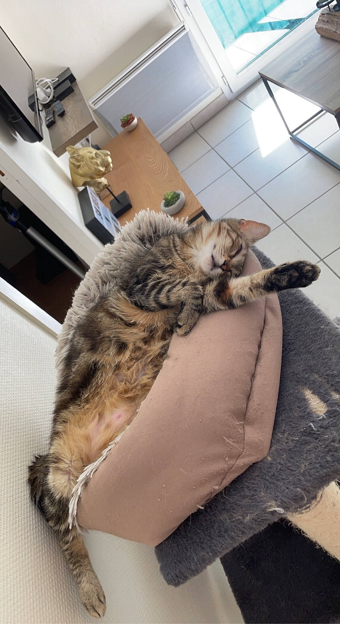 Sunday participe au concours pour gagner de l'argent avec cette photo : bag, cardboard, carnivore, cat, claw, comfort, couch, domestic_short_haired_cat, felidae, flooring, fur, hardwood, nap, paw, room, sitting, small_to_medium_sized_cats, tail, whiskers, wood