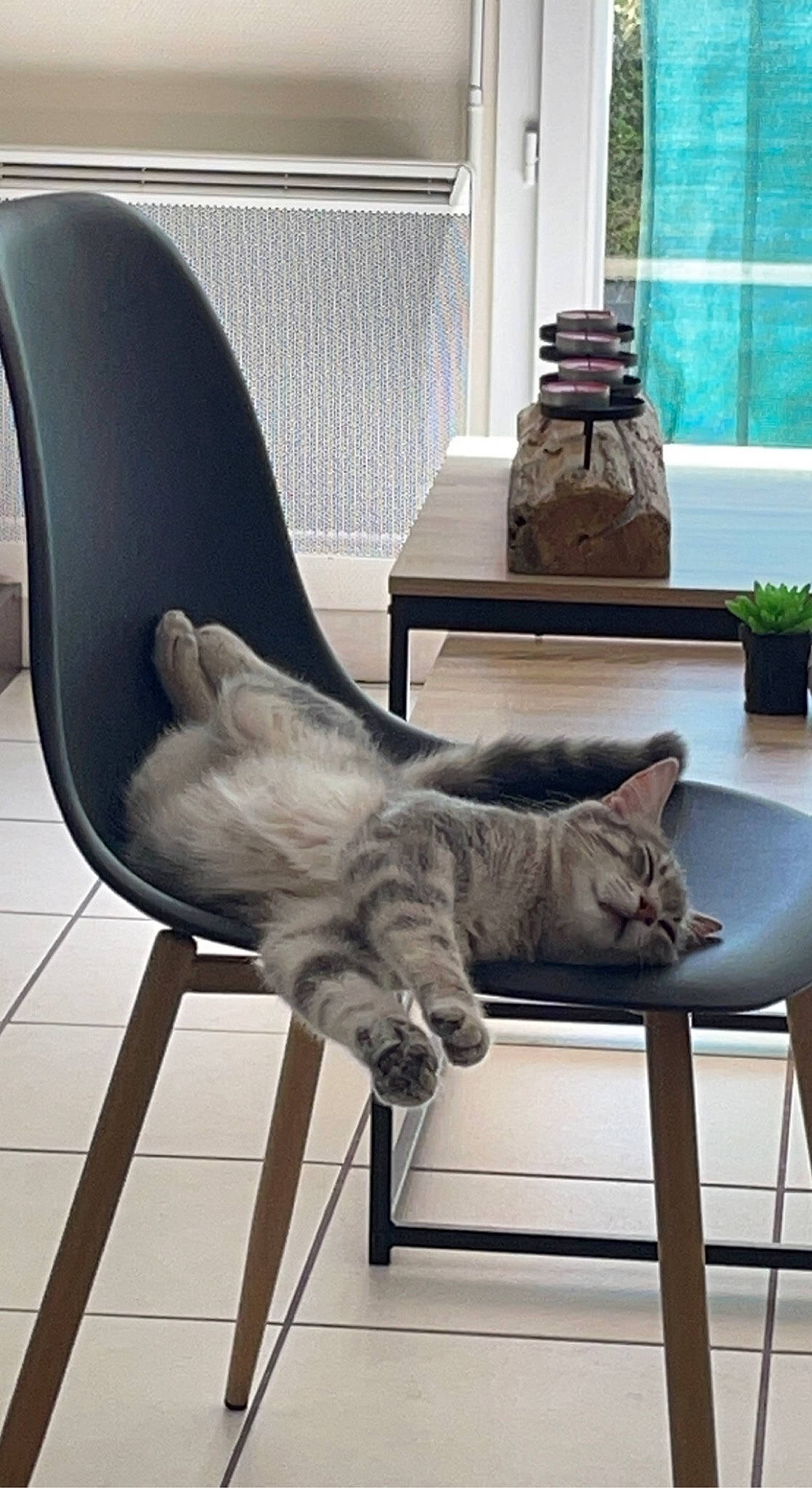 Gribouille a rejoint le concours — aidez-le/la à gagner de superbes lots ! carnivore, cat, chair, comfort, fawn, felidae, floor, flooring, furniture, grey, hardwood, interior_design, mammal, plant, small_to_medium_sized_cats, table, vertebrate, whiskers, window, wood