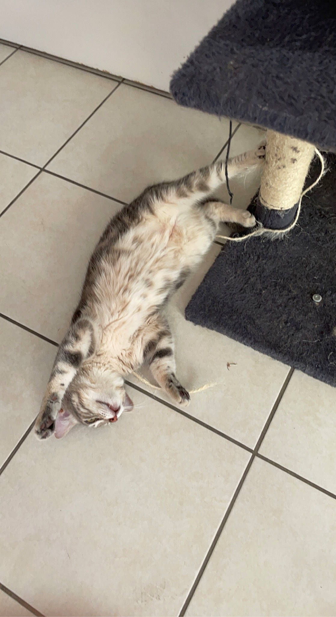 Gribouille participe au concours pour gagner de l'argent avec cette photo : carnivore, cat, claw, comfort, domestic_short_haired_cat, felidae, floor, flooring, fur, mammal, paw, small_to_medium_sized_cats, snout, tail, tile_flooring, whiskers