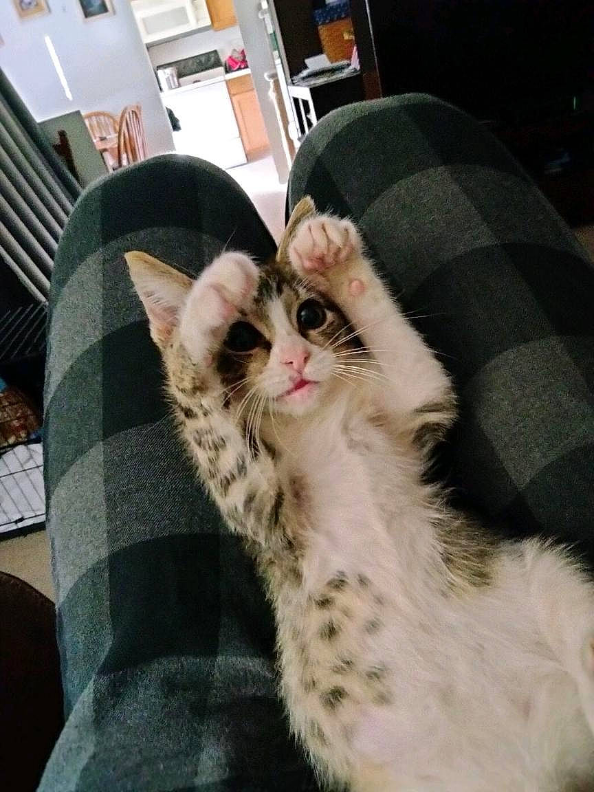 Princess Jasmine joined the competition — help win amazing prizes! carnivore, cat, claw, comfort, couch, domestic_short_haired_cat, felidae, fur, lap, linens, paw, small_to_medium_sized_cats, tail, whiskers