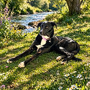 Akira participe au concours pour gagner de l'argent avec cette photo : animal, black_dog, canine, collar, daytime, dog, grass, greenery, nature, outdoor, park, peaceful, relaxing, river, scenic, summer, sunlight, trees, white_paws, wildflowers