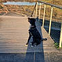 dog, bridge, boardwalk, lake, water, railing, harness, collar, sitting, shadow, sunlight, trees, landscape, outdoor, nature, pet, canine, sky, path, fence