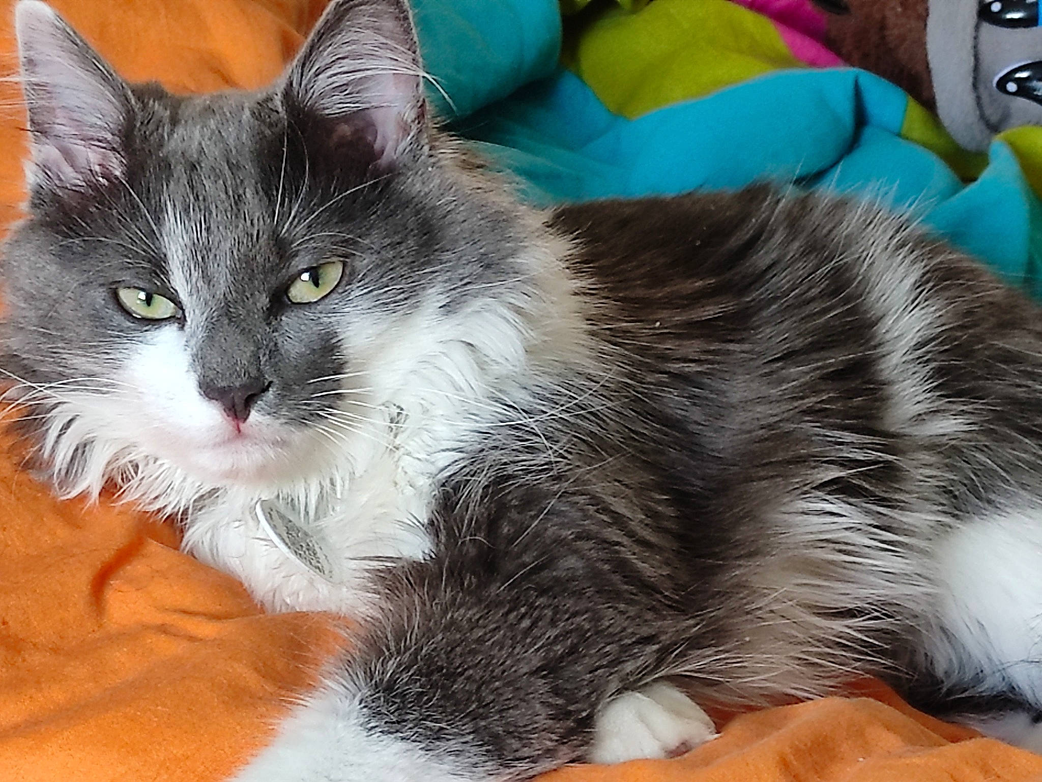 Maxou participe au concours pour gagner de l'argent avec cette photo : carnivore, cat, cat_furniture, cat_supply, claw, comfort, domestic_short_haired_cat, eye, felidae, fur, grey, paw, sitting, small_to_medium_sized_cats, snout, tail, whiskers